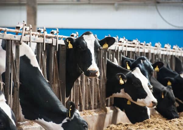 The ScotMoves system for recording cattle movements has come under fire. Picture: John Devlin