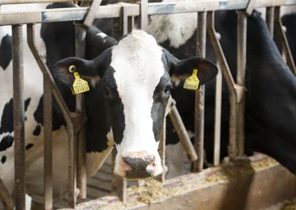 Dairy farm numbers have fallen to their lowest level since records began more than a century ago. Picture: John Devlin