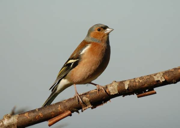 The chaffinch featured in 5th place in the Big Farmland Bird Count in Scotland last year. Photo: GWCT
