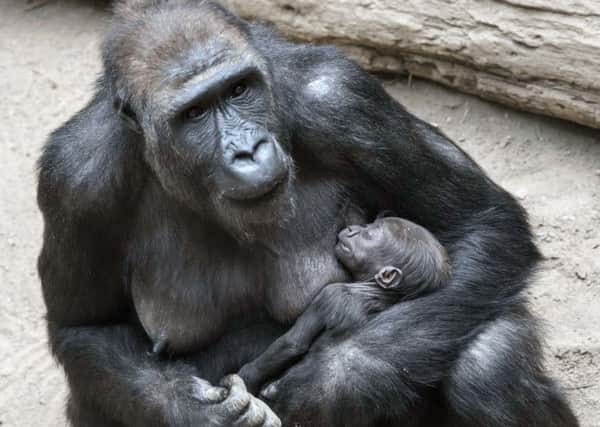 Miami zoo announced it had euthanised one of its gorillas.  (AP Photo/Jens Meyer)