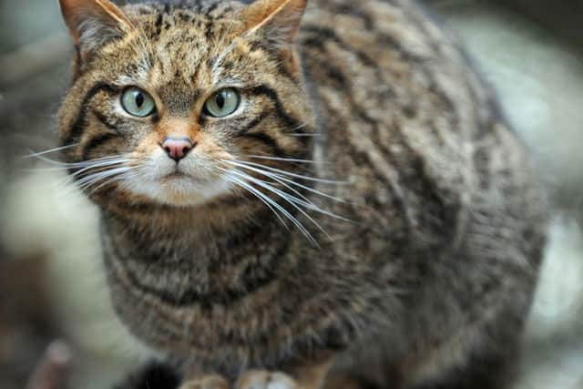 The Scottish wildcat is on the brink of extinction, with the biggest threat to survival coming from hybridisation with domestic moggies. Picture: Ian Rutherford