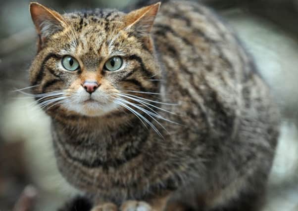 The Scottish wildcat is on the brink of extinction, with the biggest threat to survival coming from hybridisation with domestic moggies. Picture: Ian Rutherford