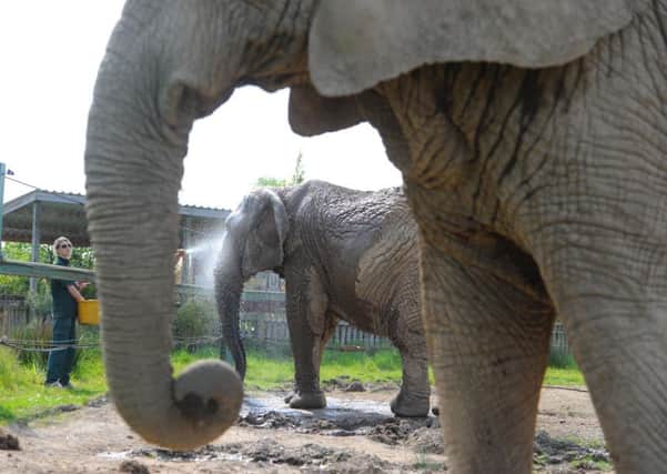 The elephants at Blair Drummond Safari and Adventure Park in 2012. Picture: TSPL