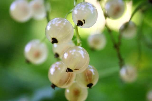 White currants were a key ingredient in Highland cordial, which were steeped in large volumes of whisky. PIC Wikicommons.