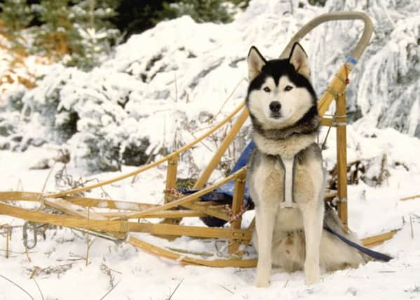 Huskies to return to Glenmore:. Picture: Contributed