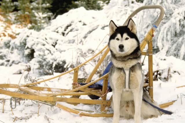 Huskies to return to Glenmore:. Picture: Contributed