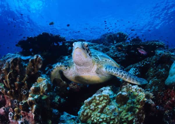 A hawksbill turtle, which is at risk from development of a shipping port, illegal poaching and destructive fishing.