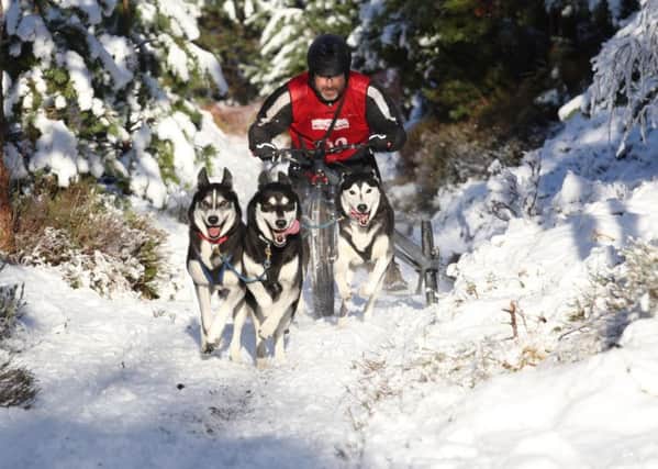 Sled dog teams enjoyed perfect racing conditions in Glenmore Forest, near Aviemore. Picture: PETER JOLLY
