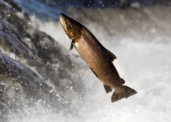 The Dee salmon fishing season has begun
