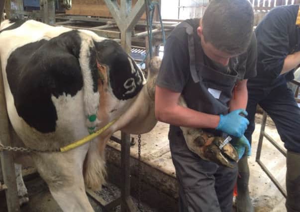 Royal Bank of Scotland said the country's young farmers hold 'huge economic potential'. Picture: Contributed