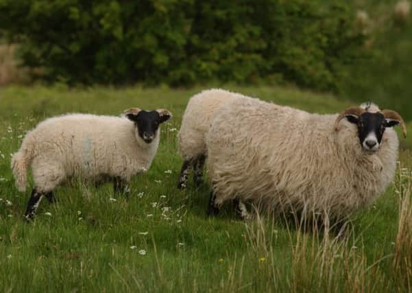 Payments may drop if more animals are claimed. Picture: Phil Wilkinson