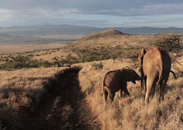 African elephant numbers have tumbled by more than 100,000. Picture: AP