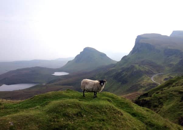 A sheep stands above the road to Staffin, where residents want to mark the role the community played in the Land Wars of the 1800s. PIC Contributed.