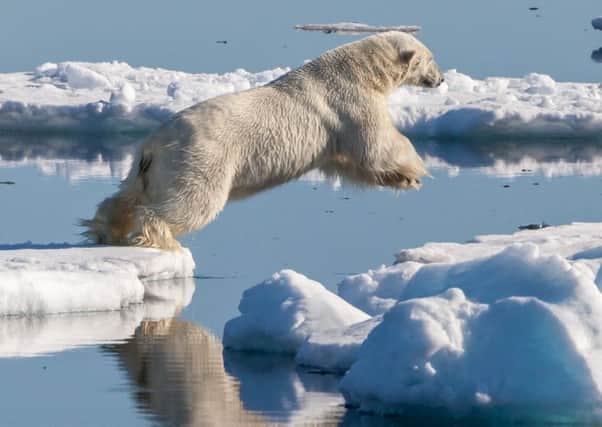 A male polar bear north of Svalbard. The region's ice is melting faster with each passing year. Picture: Andreas Weith/Wikicommons