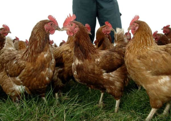 Poultry will be allowed outside at the end of the month if extra biosecurity steps are taken. Picture: Ian Rutherford