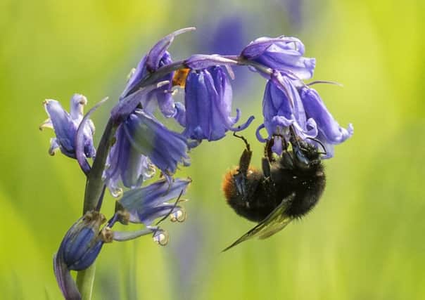 Bluebells, like the one this bee is clinging too, are being affected by global warming and season change according to a new report.