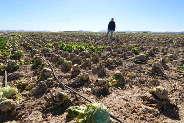 A devastated lettuce crop in Torre-Pacheco, Spain. Picture: AFP/Getty Images