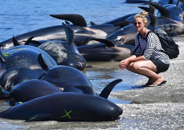 More than 650 pilot whales beached in New Zealand. Picture: AFP/Getty Images