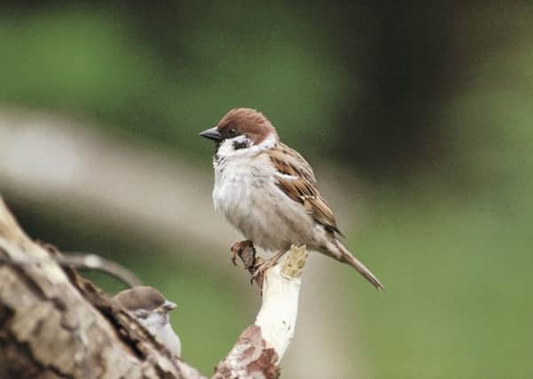 A tree sparrow,Passer montanus, perched on small branch. The bird has seen a 95% drop in its numbers in recent decades.