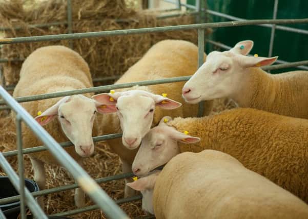 Royal Smithfield Club's livestock competitions have come to an end. Picture: Toby Williams