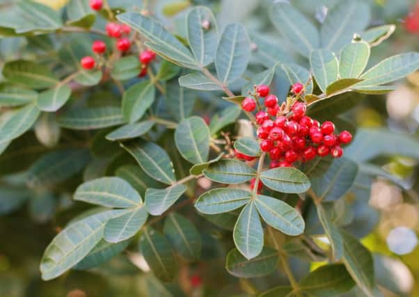 Brazilian peppertree berries could turn the tide in the fight against superbugs