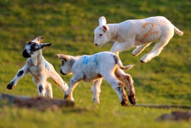 No New Zealand lamb will be sold in M&S's Scottish outlets. Picture: Phil Wilkinson