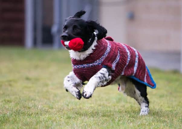 Springer spaniel Barney has a new jacket, courtesy of the SWI. Picture: Contributed