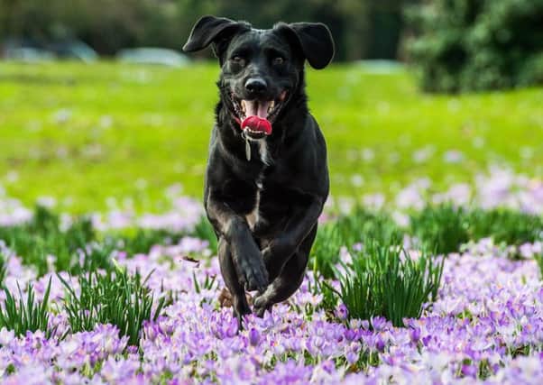 Poppy the labrador enjoys the unseasonably warm weather. Picture: PA