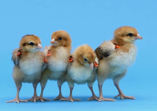 The Norrie Russell Roslin Institute has revealed they have created  a group of genetically modified hens that can lay eggs from different poultry breeds and are helping scientists set up a "frozen aviary" to conserve rare and exotic birds.