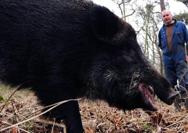 Wild Boar. Picture Ian Rutherford