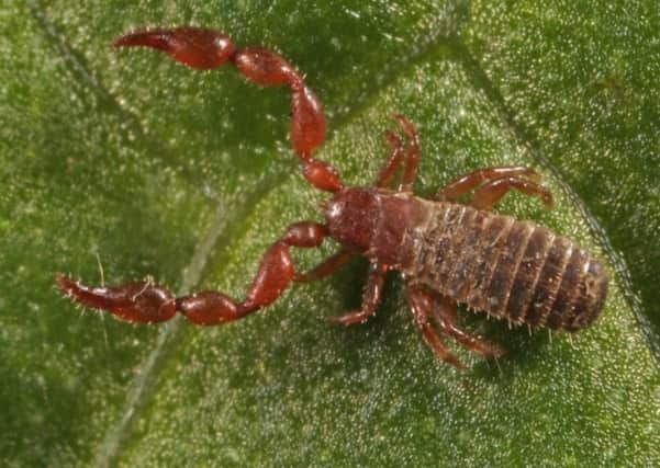 The knotty shining claw pseudoscorpion has been found north of the River Tay for the first time, at Dundreggan estate near Loch Ness. Picture: Trees for Life
