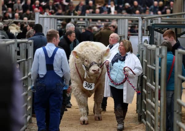 A Charolais bull leaves the parade ring on the third and final day of the Stirling sales. Picture: Andrew Milligan/PA Wire