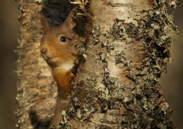 Fewer than 120,00 nativel red squirrels remain in Scotland. Picture: Contributed