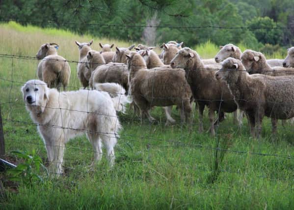 Farmers have a legal right to shoot dogs involved in sheep worrying. Picture: Contributed
