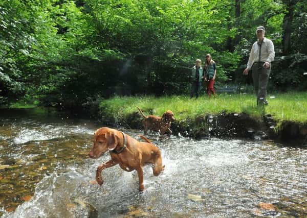 The Hermitage of Braid is a popular dog-walking spot. Picture: Jon Savage/TSPL
