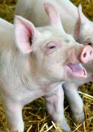 Pigs world-wide may benefit from research by Edinburgh University scientists to tackle world's worst swine infection.