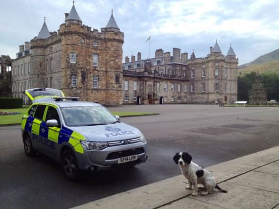 Patch the Springer Spaniel at The Palace of Hollyrood in Edinburgh. Picture: SWNS