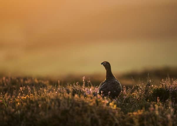The hunting season for birds such as grouse varies according to species in Scotland: Picture: Getty Images
