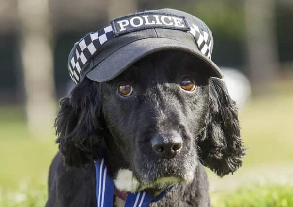 Police dog Sweep.