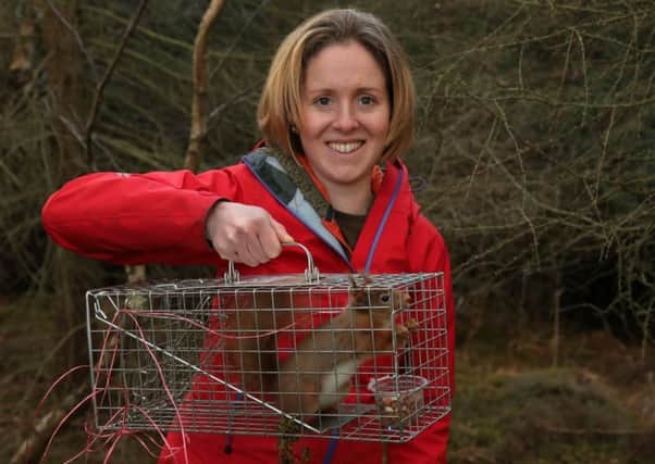 Trees for Life wildlife office Becky Priestley with a red squirrel trapped near Culloden that was released later the same day near Plockton.