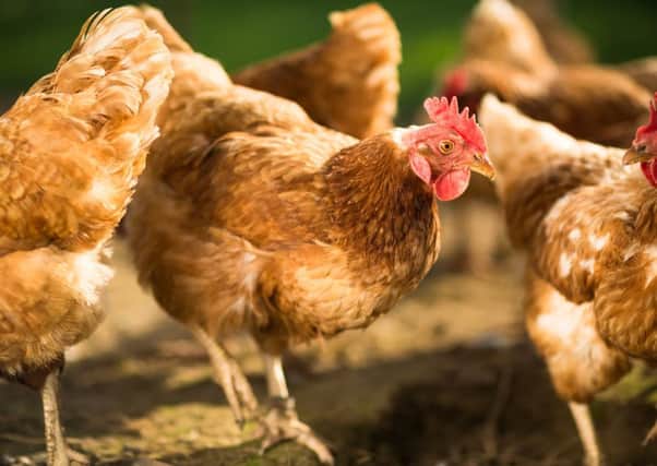 Eggs from hens kept indoors for more than 12 weeks cannot be sold as free range under EU rules. Picture: Getty Images