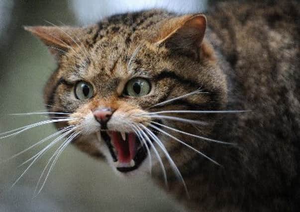 Cross-breeding with domestic cats is the key threat to survival of the native Scottish wildcat as a distinct species