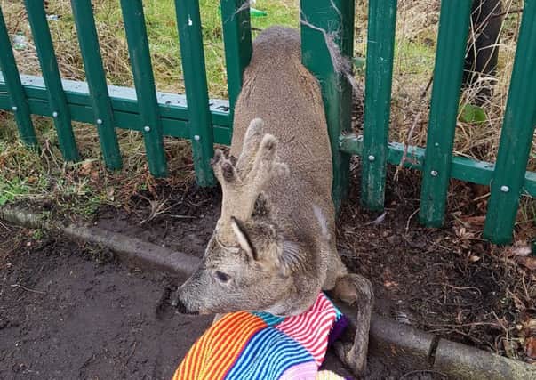 The young deer is now being treated by SSPC. Picture: contributed
