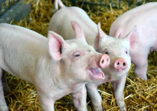 Pig production offers an opportunity for newcomers to farming. Picture: Getty Images/iStockphoto