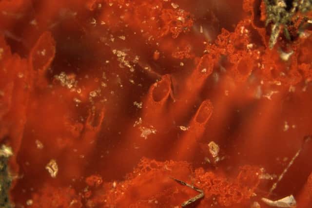 Tiny filaments and tubes formed by bacteria that lived on iron were found encased in quartz layers in the Nuvvuagittuq Supracrustal Belt (NSB) in Quebec.
