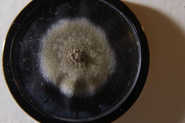 The germs are preserved in a glass case and feature an inscription by Fleming on the back, identifying it as the mould that first made penicillin.Â (AP Photo/Alastair Grant)