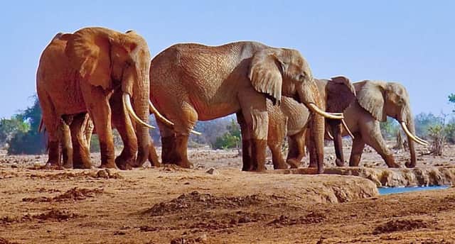 Satao II was a giant tusker elephant. Picture: Creative Commons