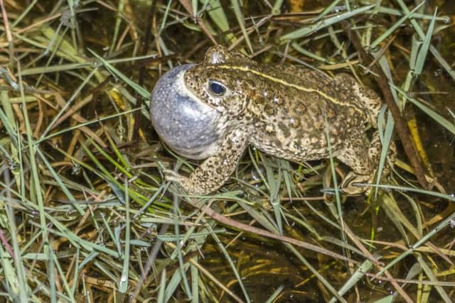 Numbers of rare natterjack toads have increased by 400% at Mersehead nature reserve in Dumfries and Galloway, thanks to a three-year habitat restoration project at the site. Picture: RSPB Scotland