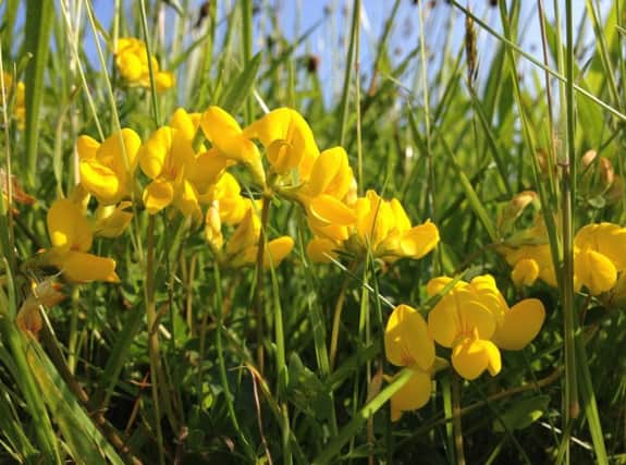 Delicate native wildflowers such as Common Birds-foot Trefoil are being pushed out by thugs