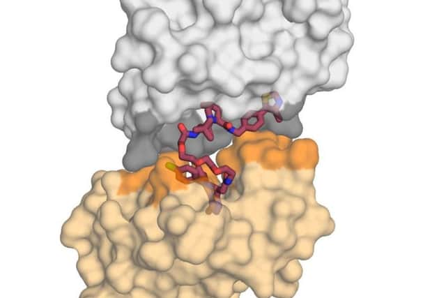 The E3 ligase protein VHL (in grey) in complex with the small molecule MZ1 (in raspberry) and 'kissing' the protein BRD4 (in yellow). Upon receiving this deadly `kiss, BRD4 is targeted for degradation. Picture: University of Dundee